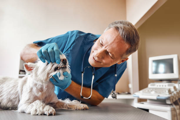 Best Emergency Wisdom Tooth Extraction in Brent, FL